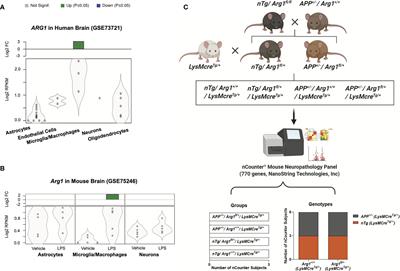 Myeloid Arginase 1 Insufficiency Exacerbates Amyloid-β Associated Neurodegenerative Pathways and Glial Signatures in a Mouse Model of Alzheimer’s Disease: A Targeted Transcriptome Analysis